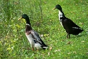 Allgäu 09 - 2014 - 20140908_0308-Bearbeitet als Smartobjekt-1 Kopie